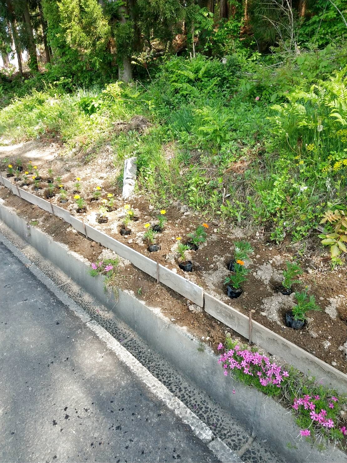 植え付け後の花壇